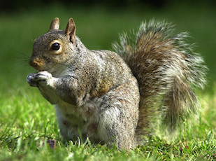 Squirrel Photo 02